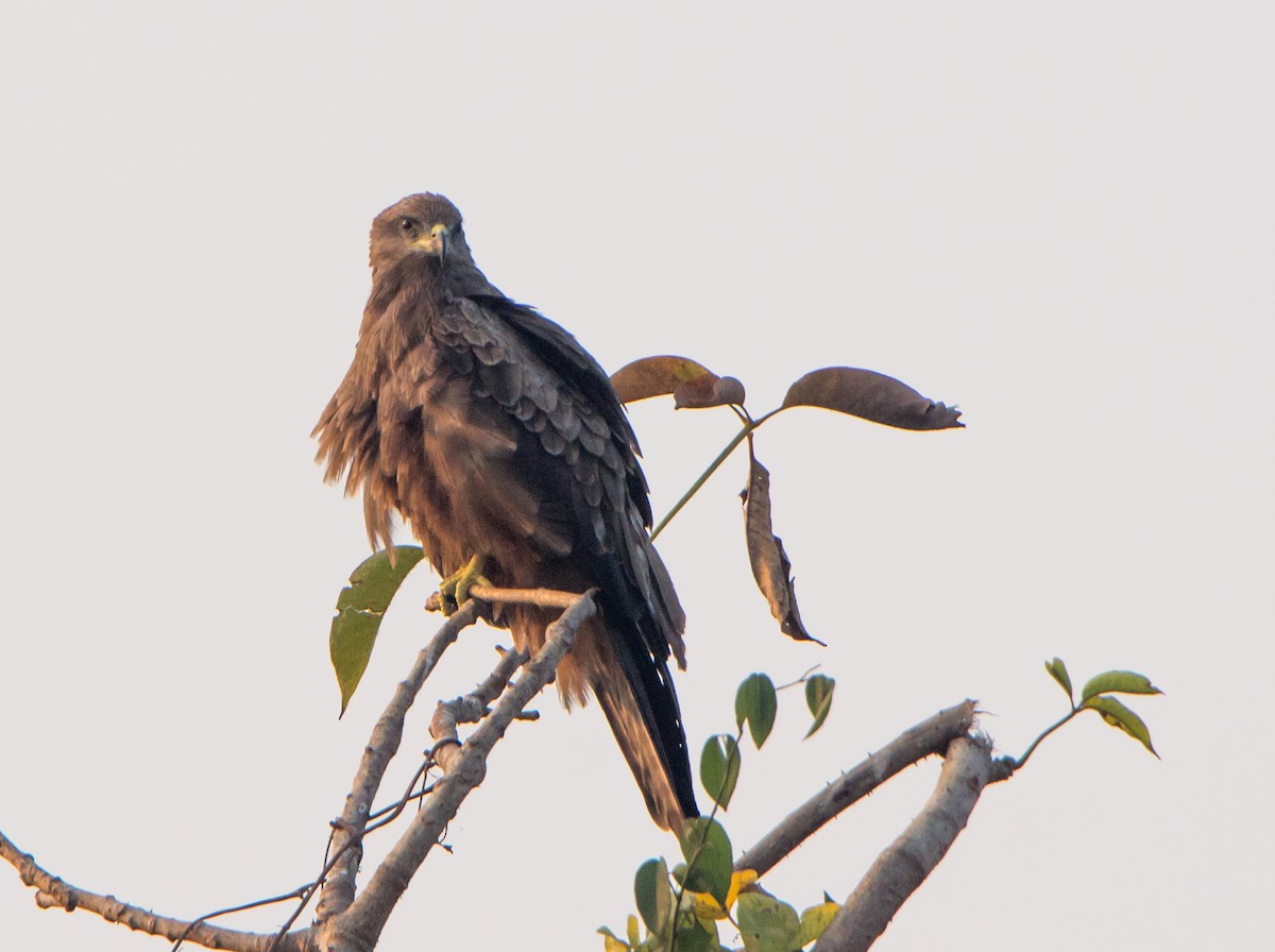 Black Kite - ML646404919