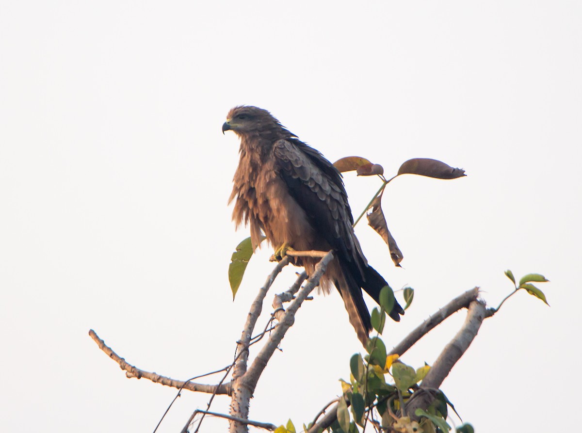 Black Kite - ML646404920