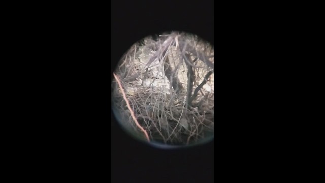 Gray-cowled Wood-Rail - ML646404922