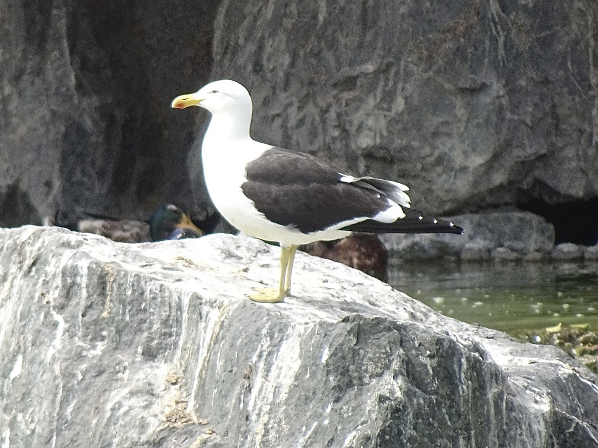 Kelp Gull - ML646404923