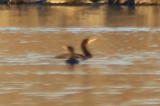 Neotropic Cormorant - ML646404925