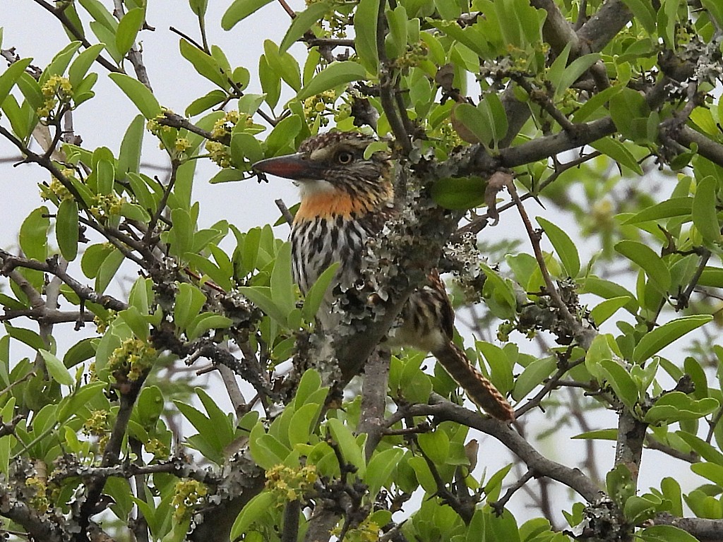 セボシオオガシラ - ML646404928