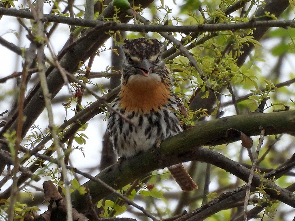 セボシオオガシラ - ML646404929