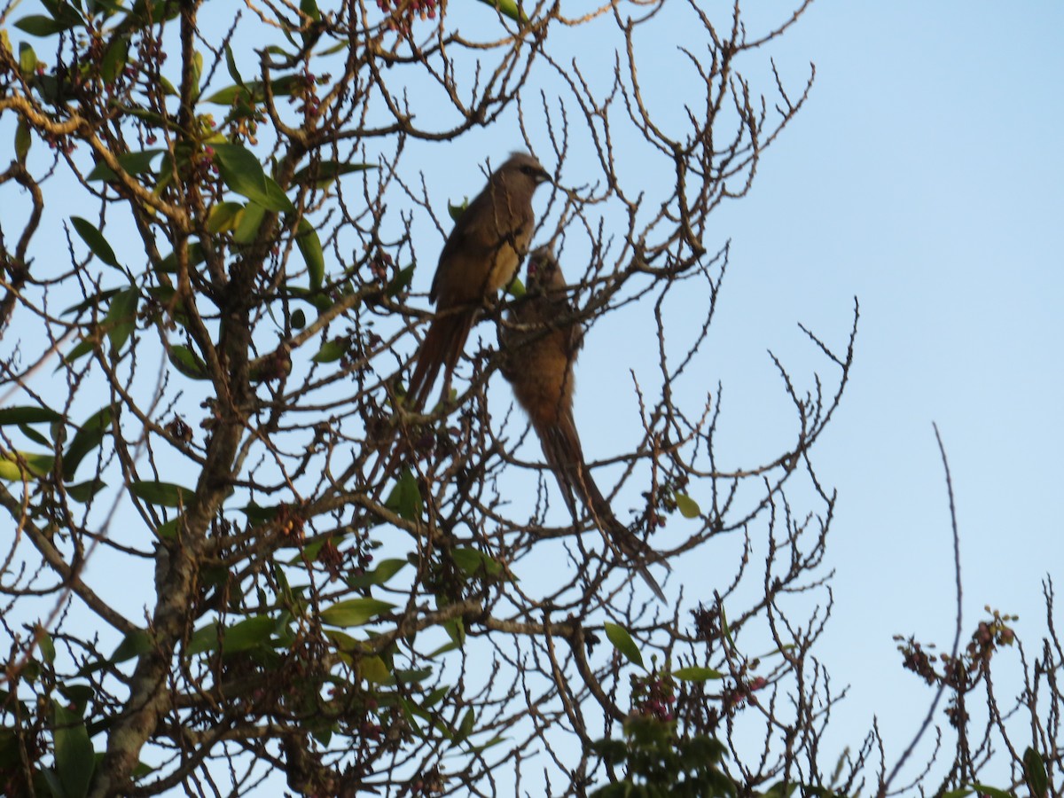 Speckled Mousebird - ML646404930