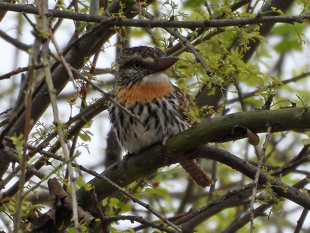 セボシオオガシラ - ML646404931