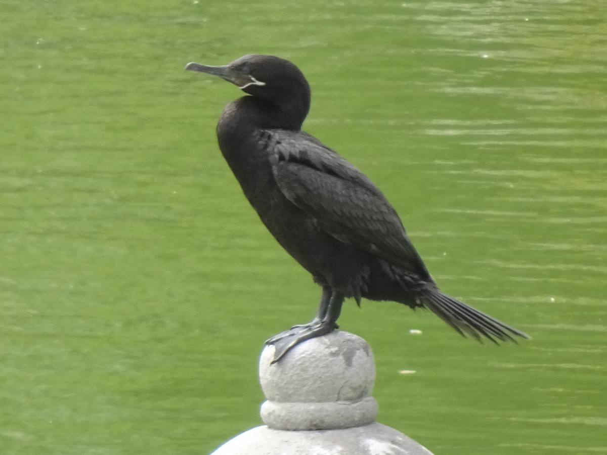 Neotropic Cormorant - ML646404932