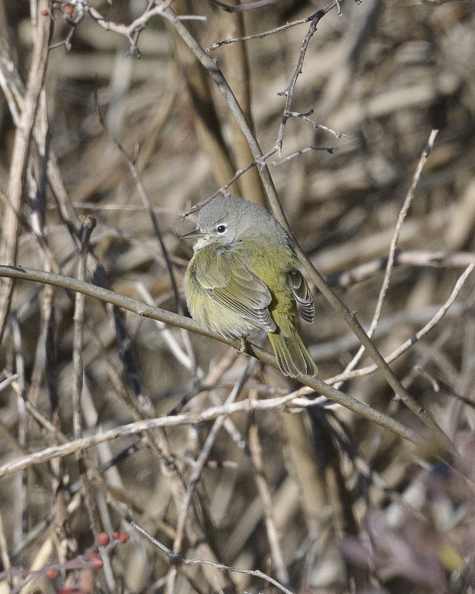 Orange-crowned Warbler - ML646404933