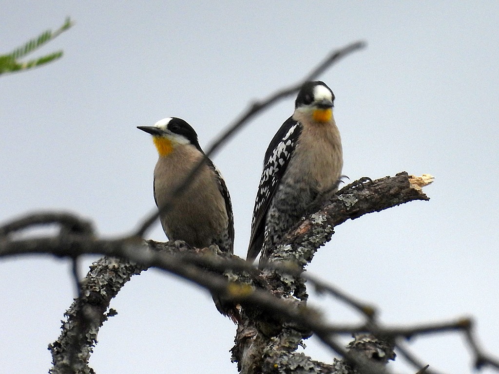 サボテンゲラ - ML646404935