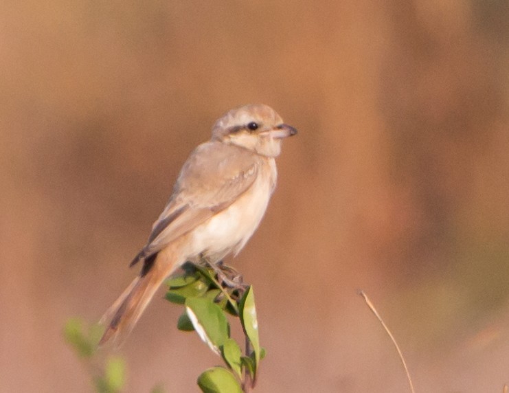 Isabelline Shrike - ML646404939