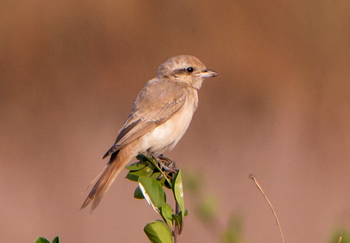 Isabelline Shrike - ML646404940