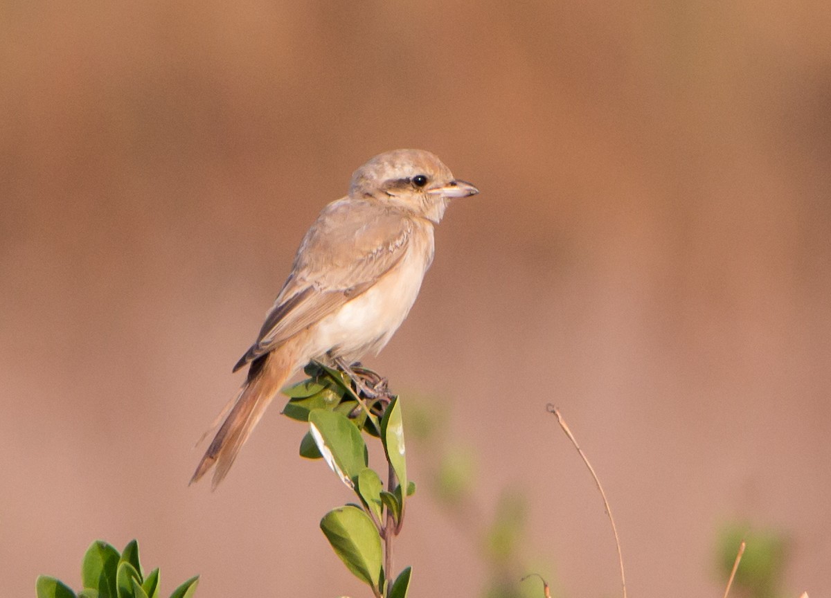 Isabelline Shrike - ML646404941