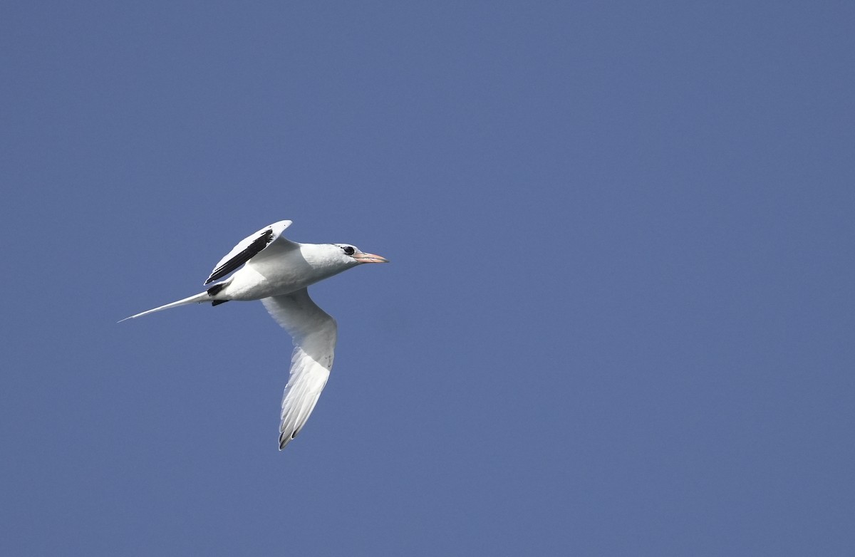 Red-billed Tropicbird - ML646404943