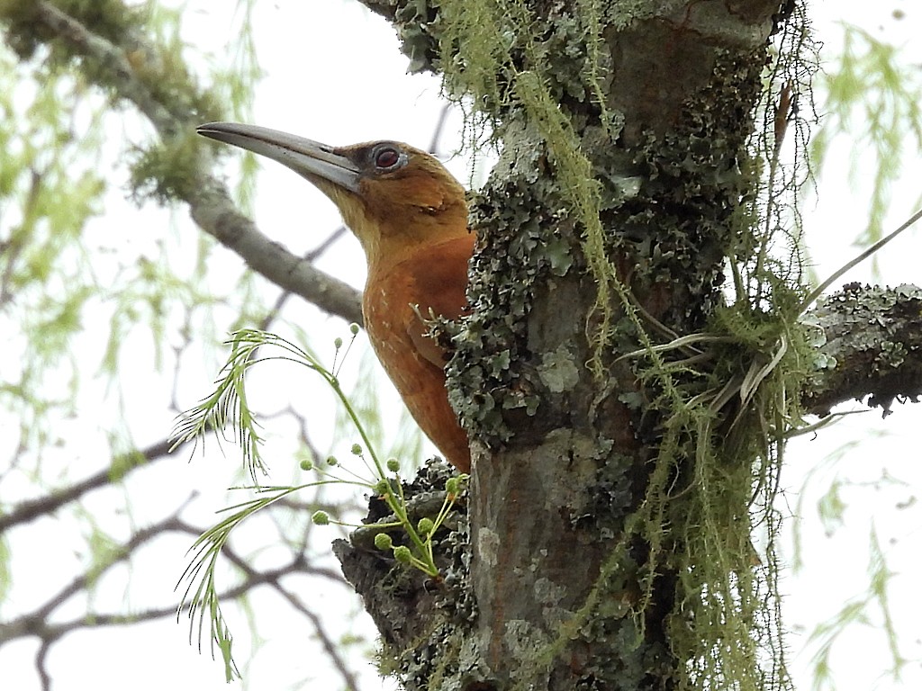 オオハシブトオニキバシリ - ML646404944