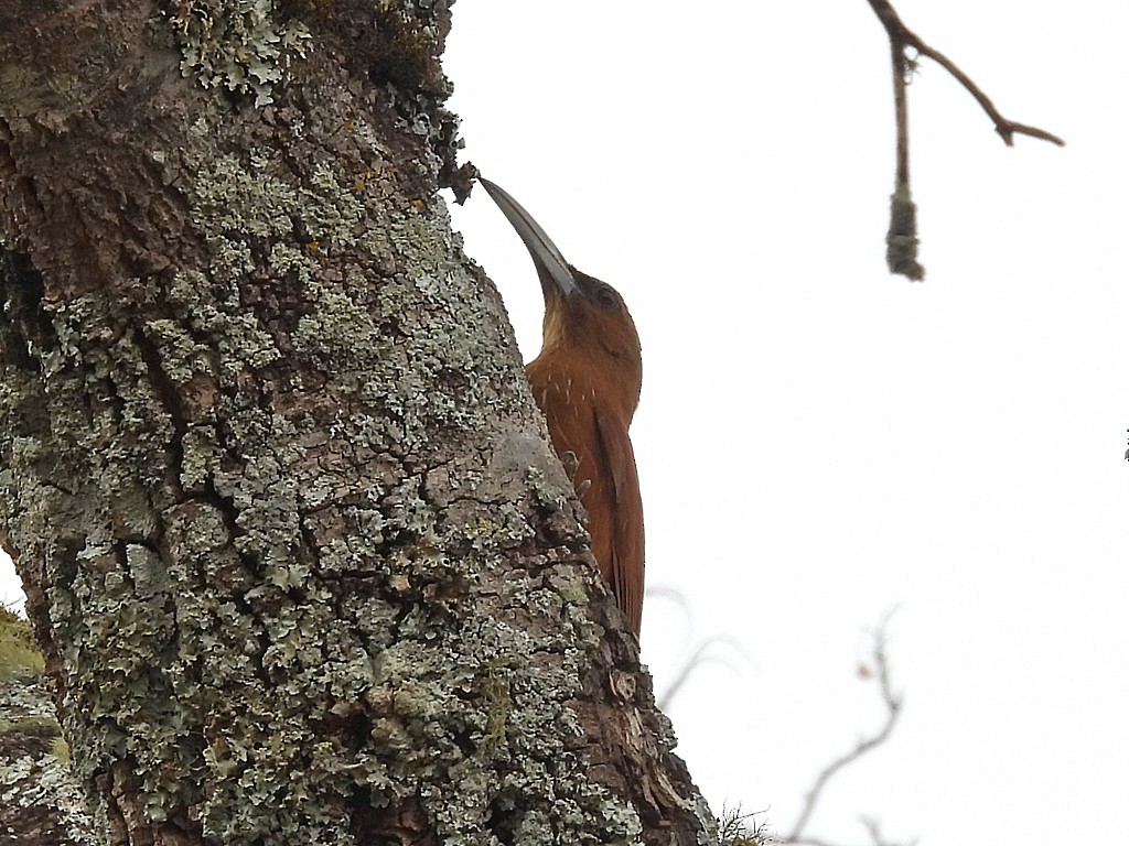 オオハシブトオニキバシリ - ML646404945