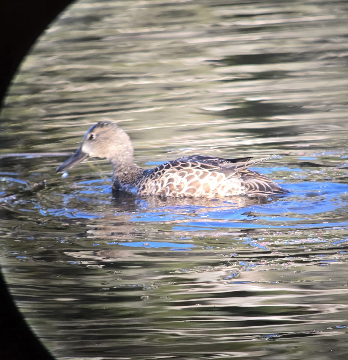 Blue-winged Teal - ML646404946