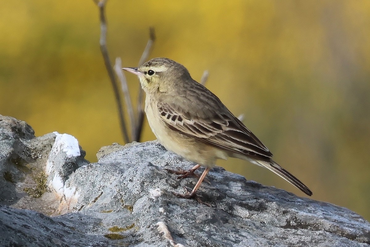 Calandro - ML646404947