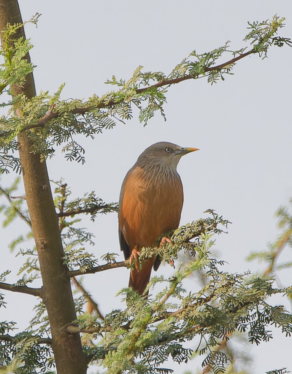 Chestnut-tailed Starling - ML646404948