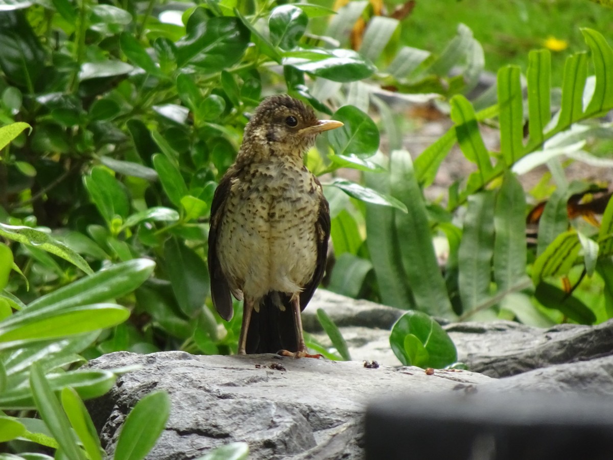 Austral Thrush - ML646404949