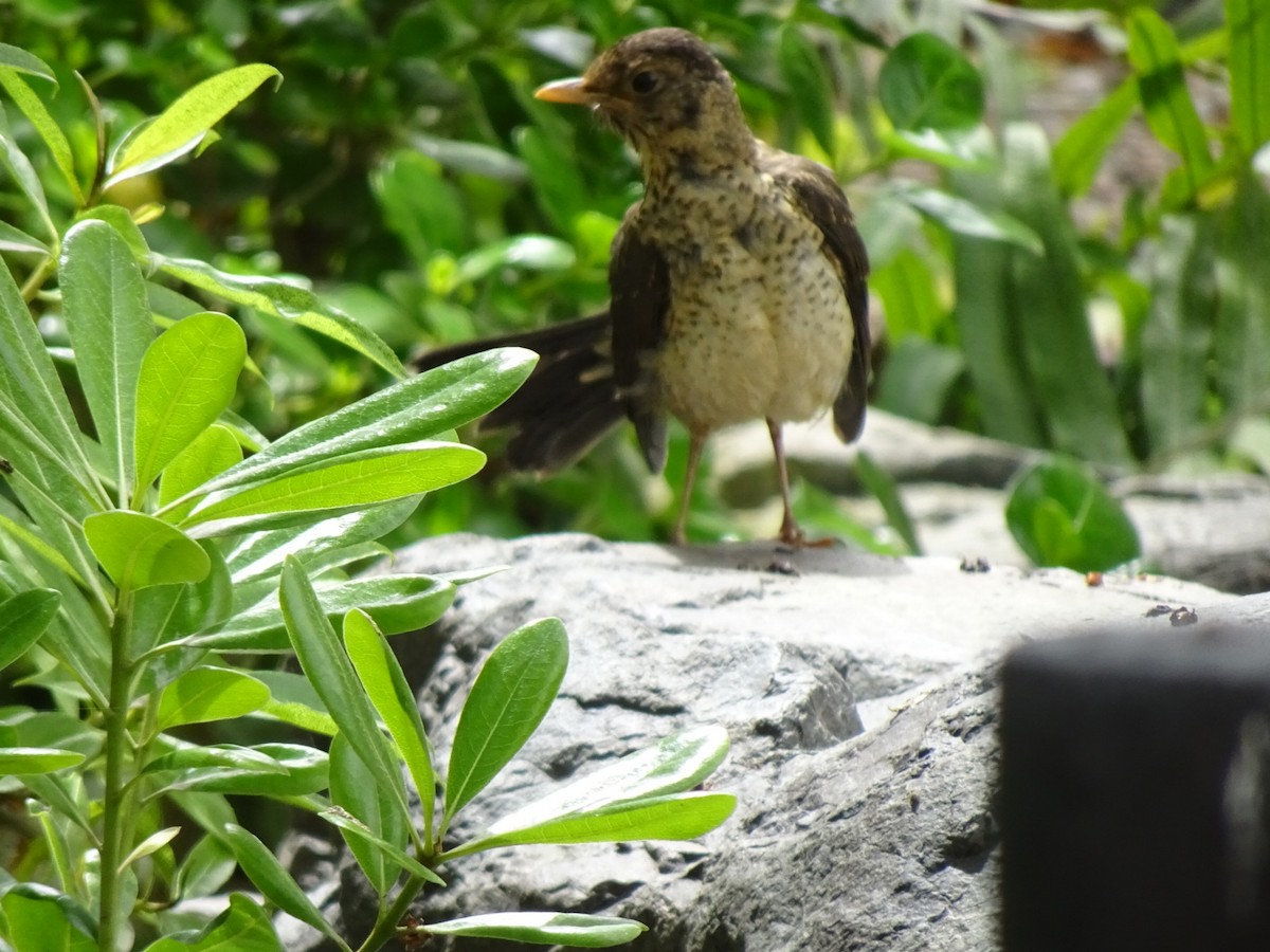 Austral Thrush - ML646404950