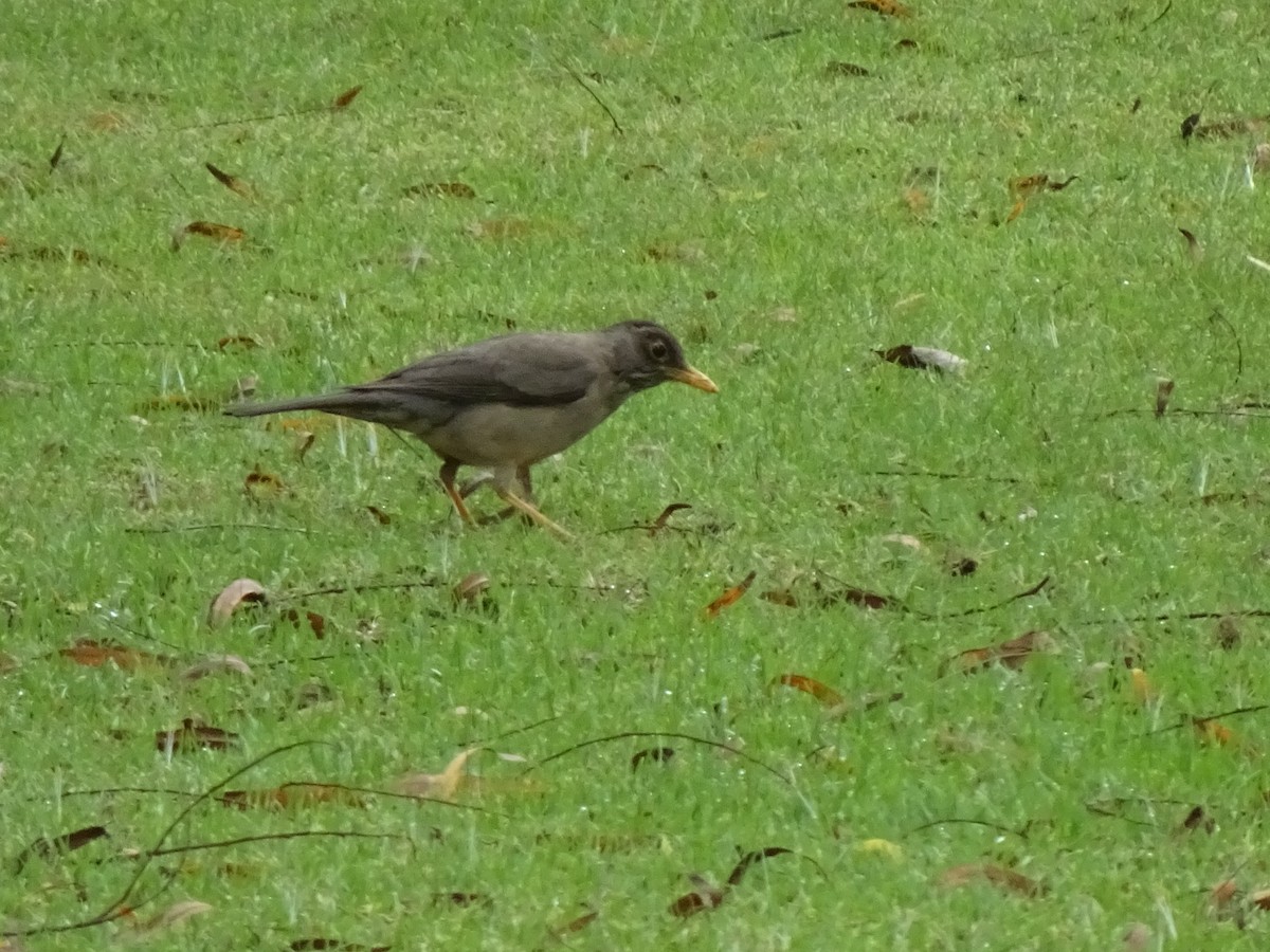 Austral Thrush - ML646404951