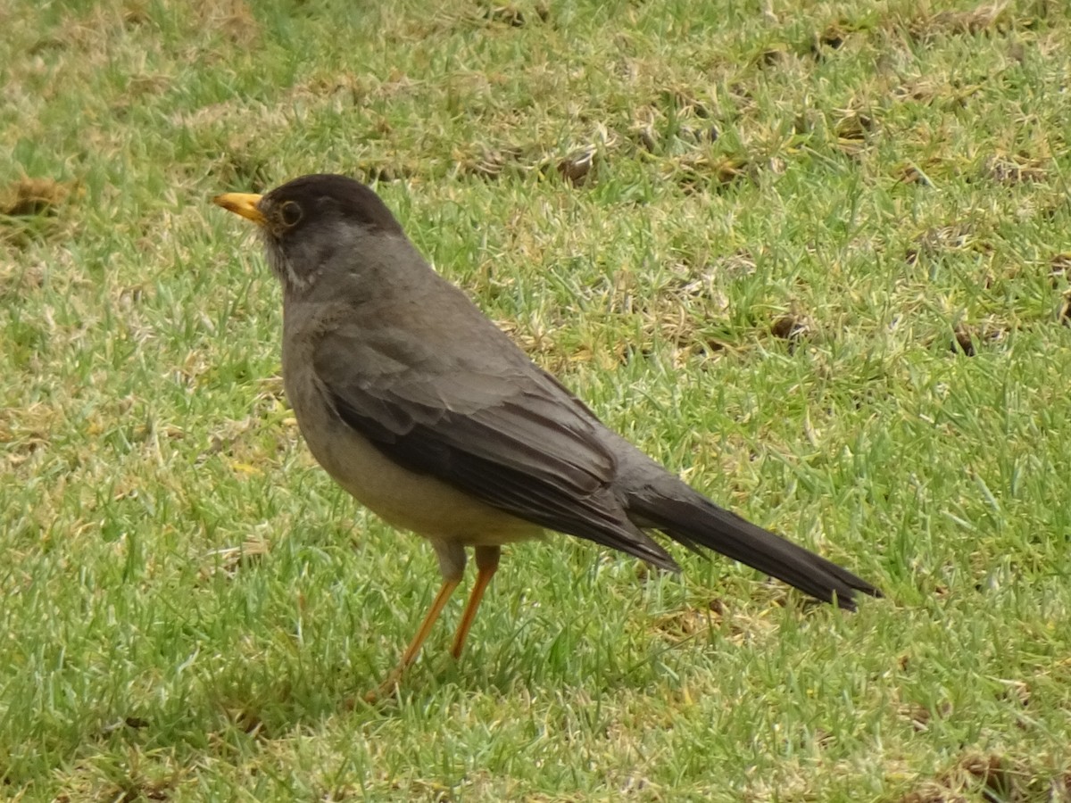 Austral Thrush - ML646404952