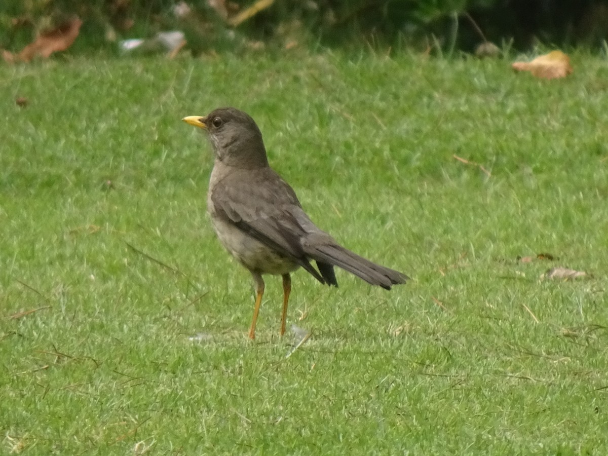 Austral Thrush - ML646404953