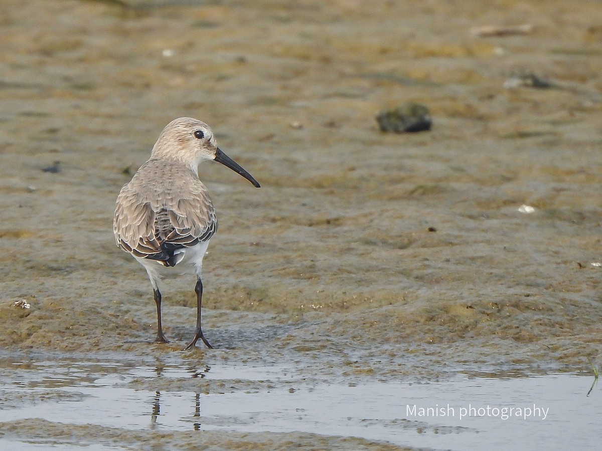 Dunlin - ML646404960