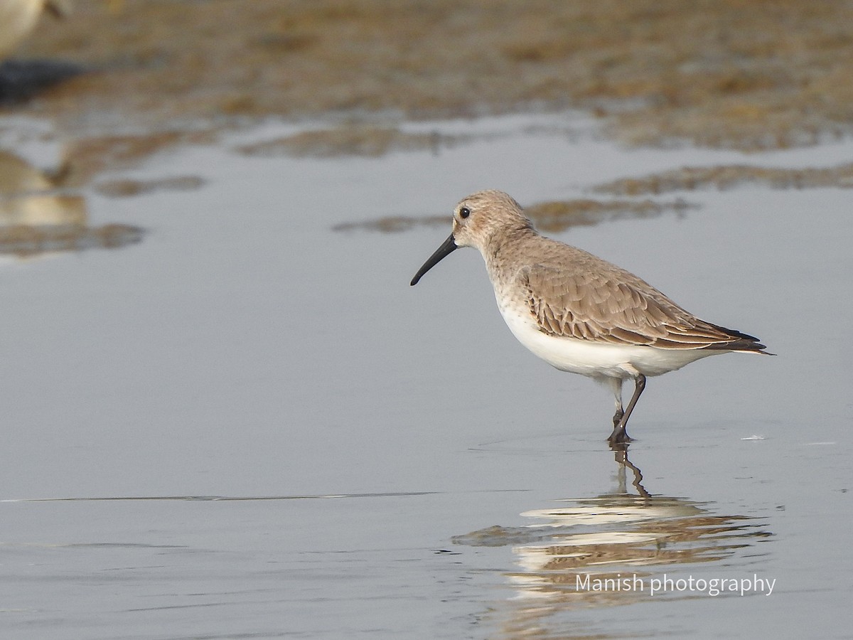 Dunlin - ML646404961