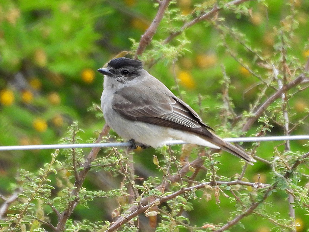 ハイイロキカムリタイランチョウ - ML646404962