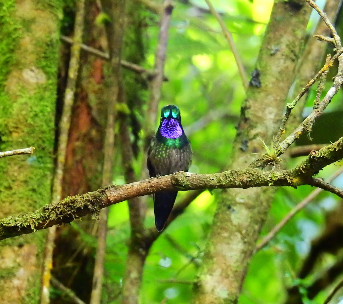 Purple-throated Mountain-gem - ML646404964