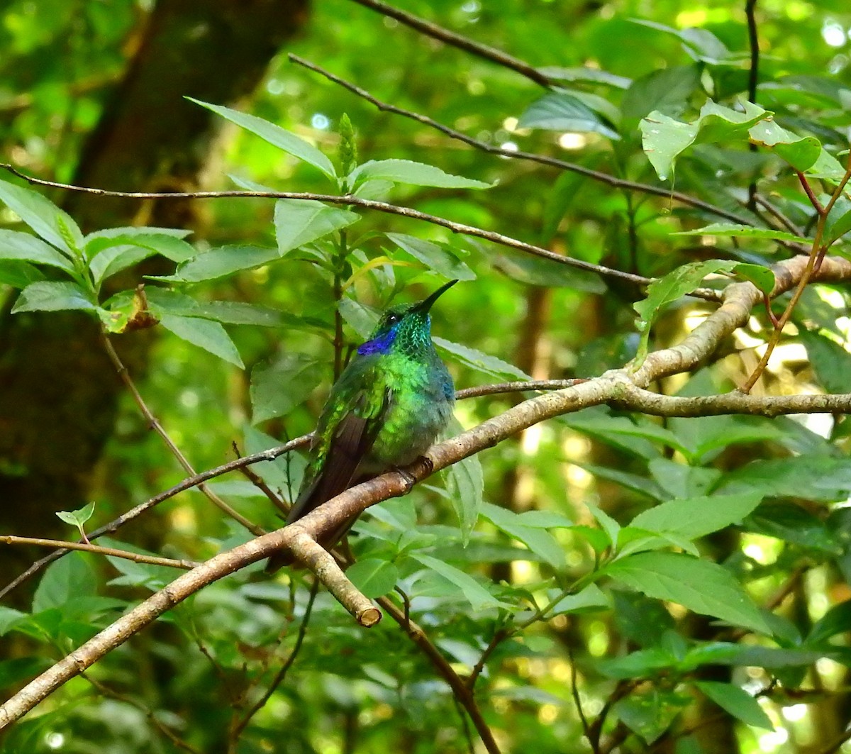 Lesser Violetear - ML646404965