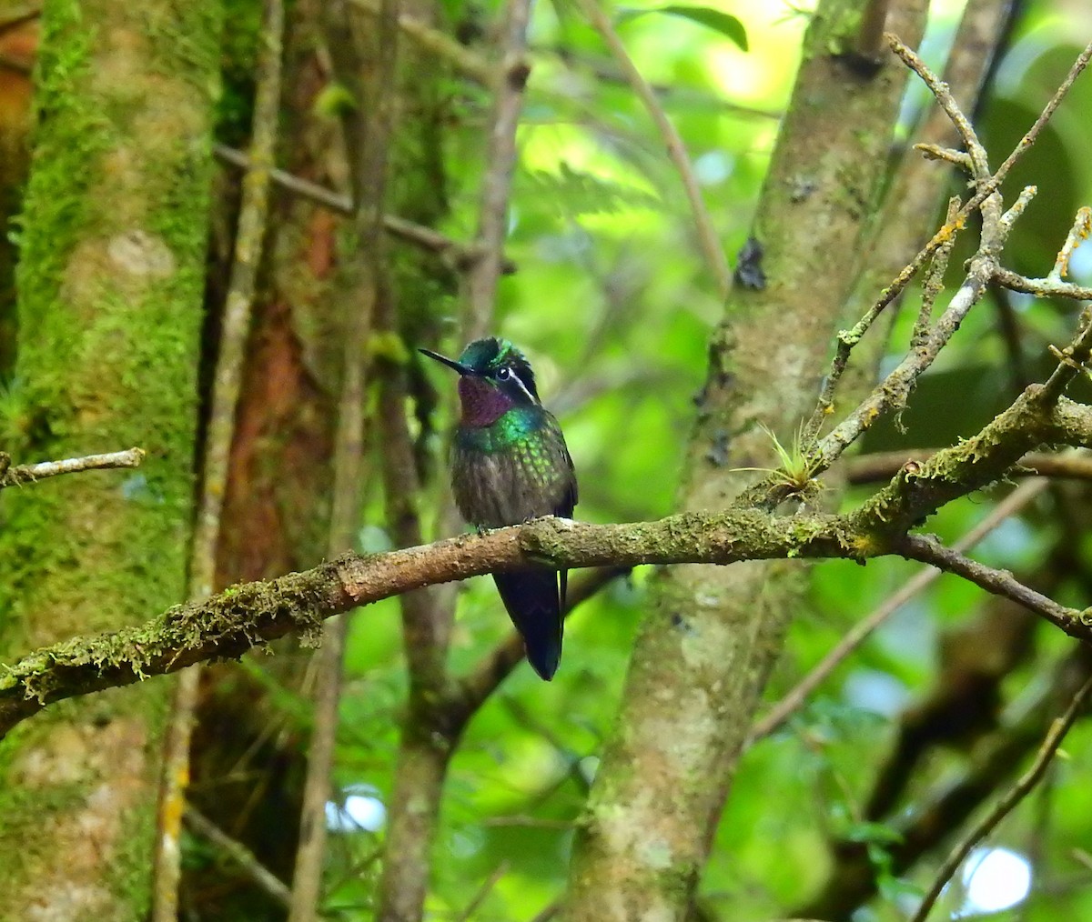 Purple-throated Mountain-gem - ML646404966