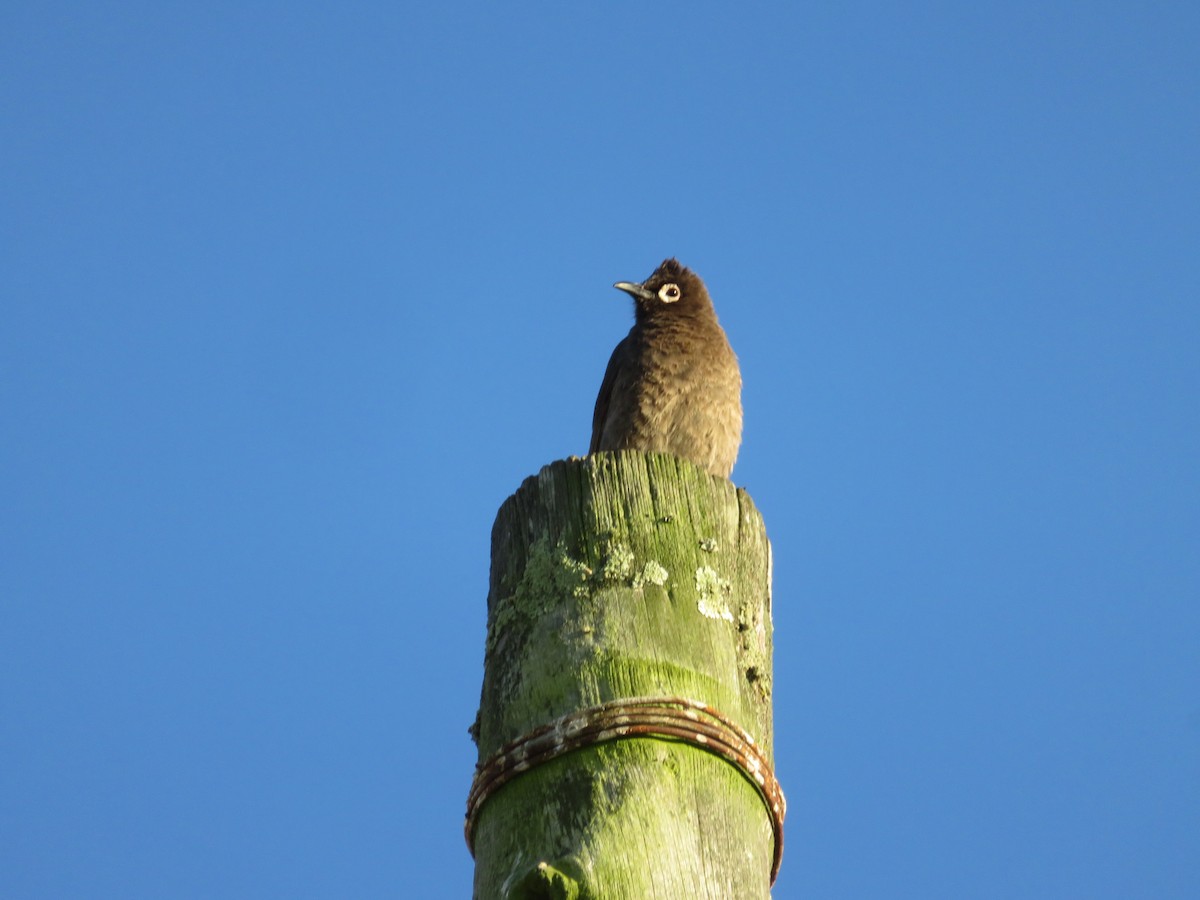 Cape Bulbul - ML646404967