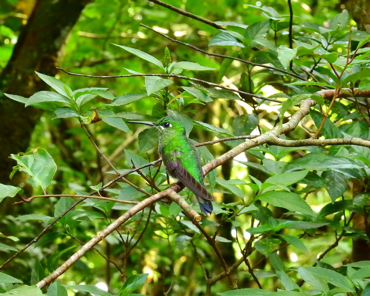 Green-crowned Brilliant - ML646404968