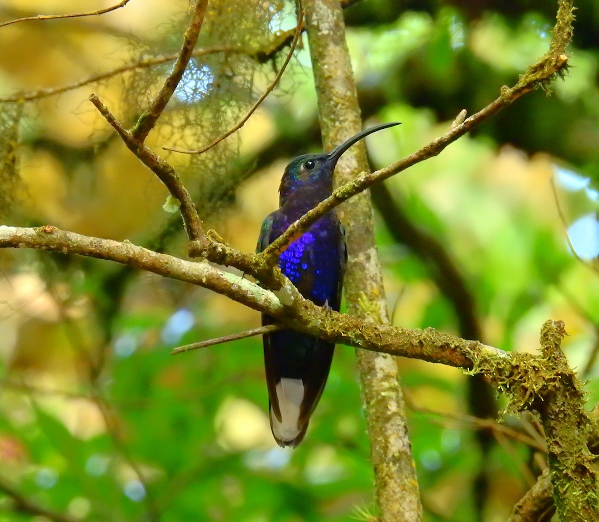 Violet Sabrewing - ML646404969