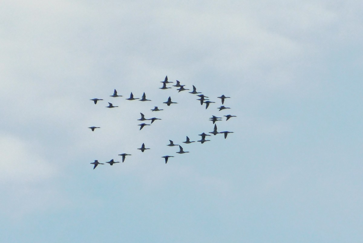 Common Merganser - ML646404970