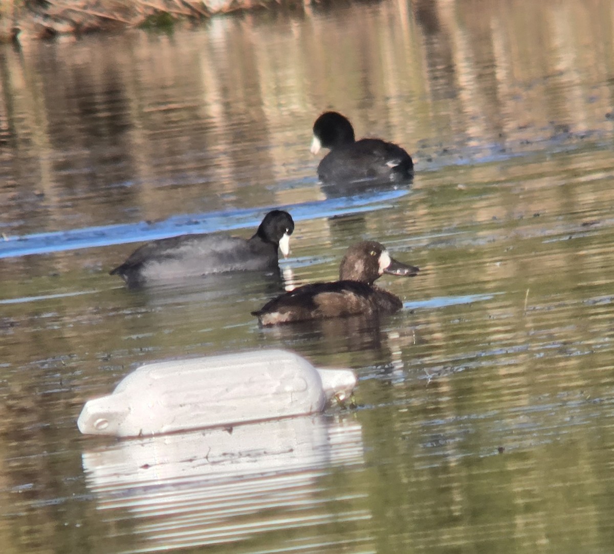 Greater Scaup - ML646404971