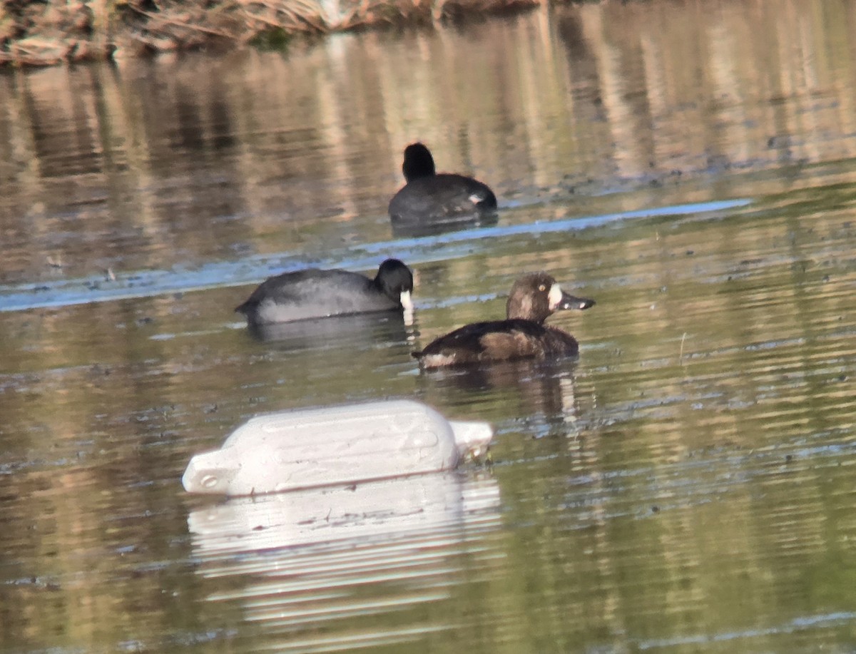 Greater Scaup - ML646404972