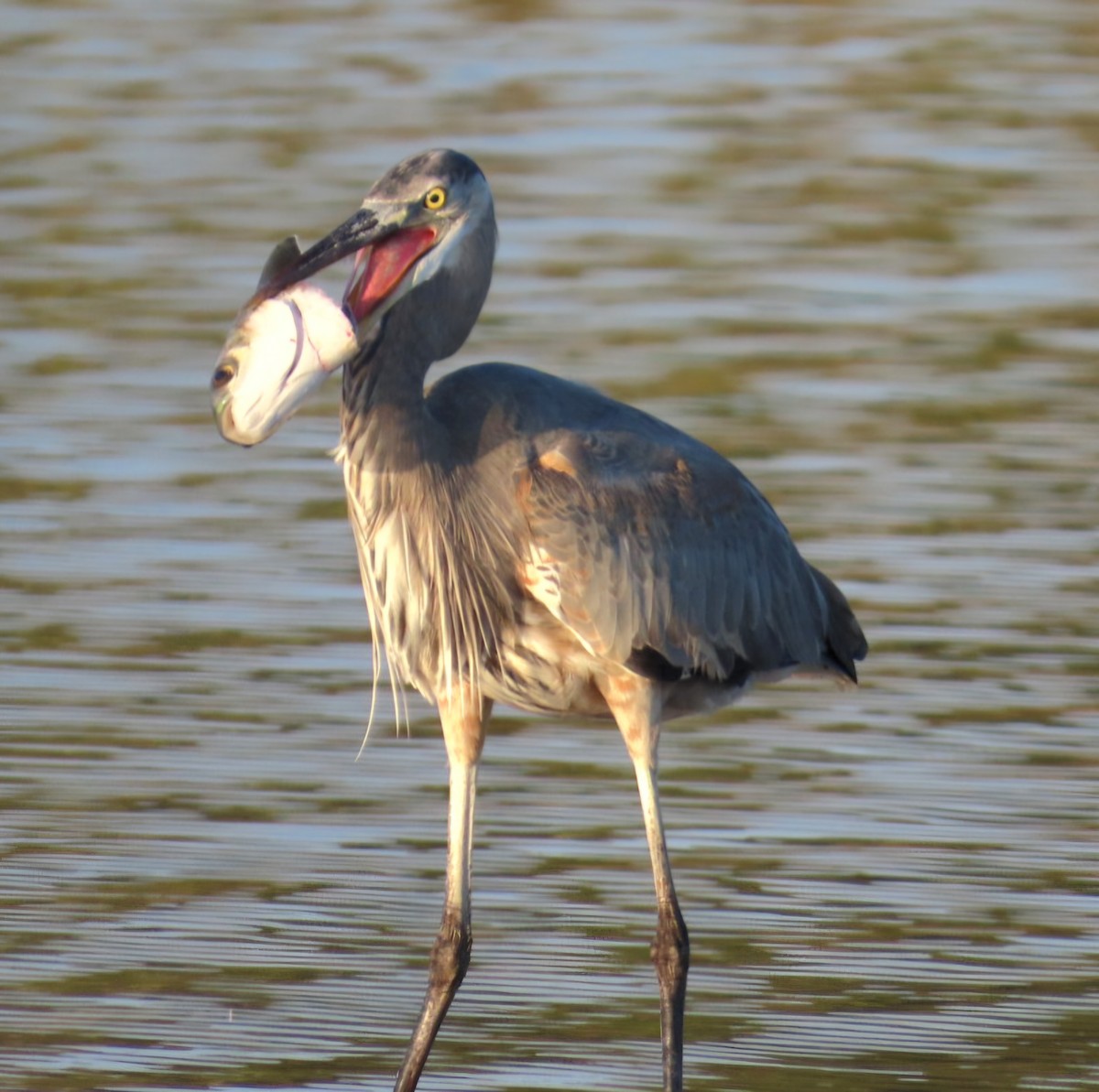 Great Blue Heron - ML646404973