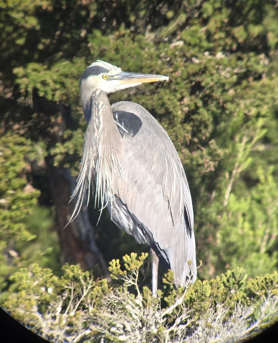 Great Blue Heron (Great Blue) - ML646404978