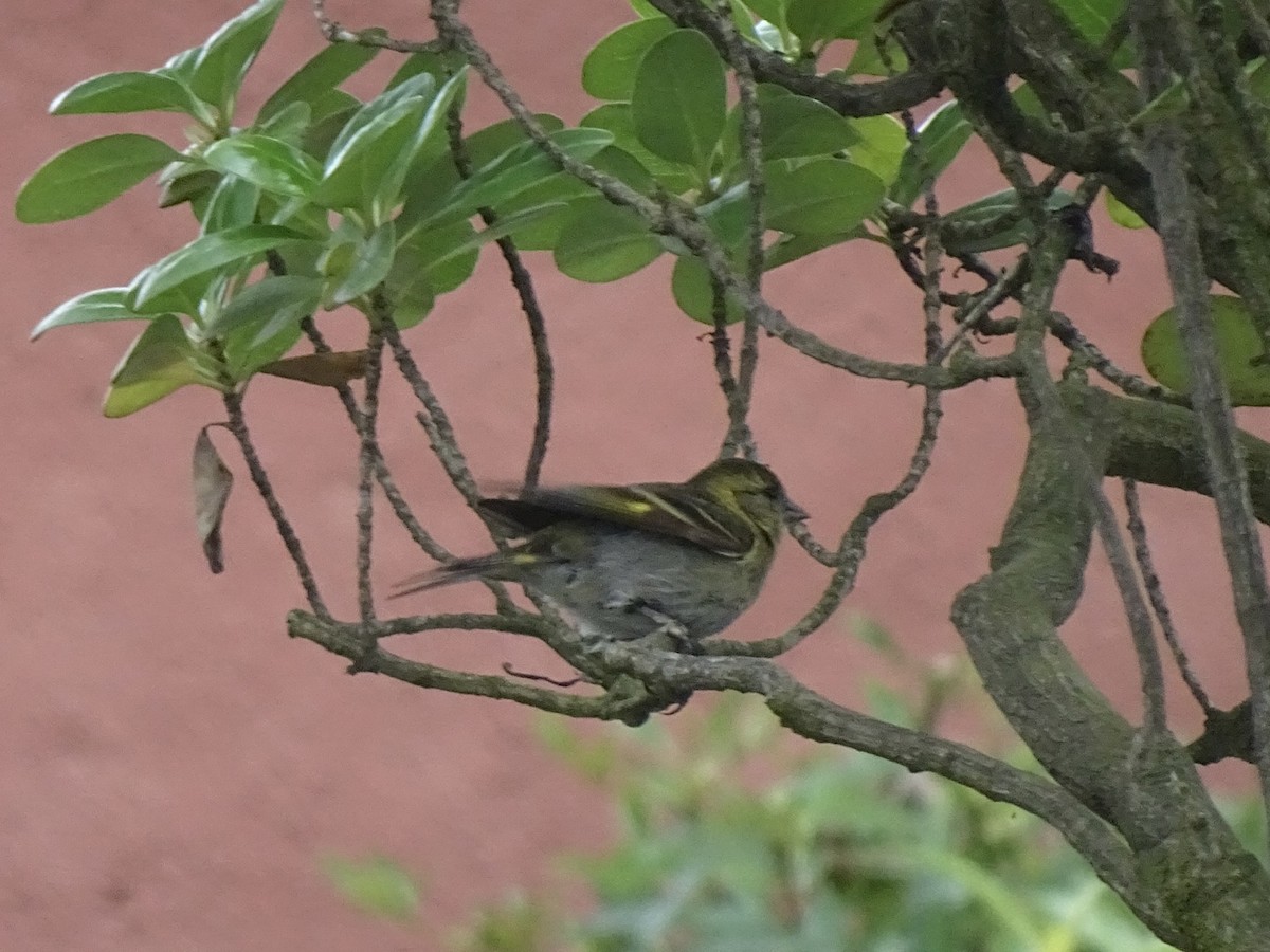 Black-chinned Siskin - ML646404980