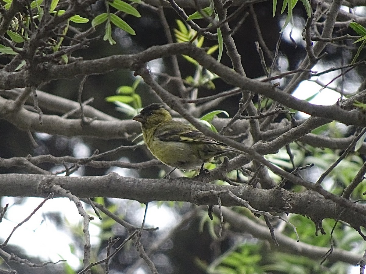 Black-chinned Siskin - ML646404981