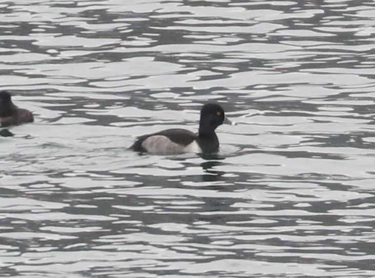 Ring-necked Duck - ML646404983
