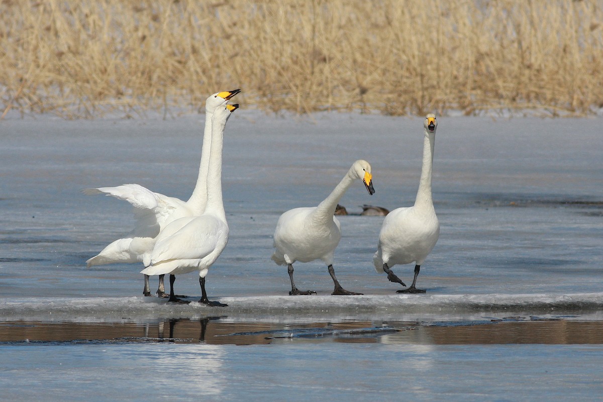 Beltxarga oihularia - ML646404986