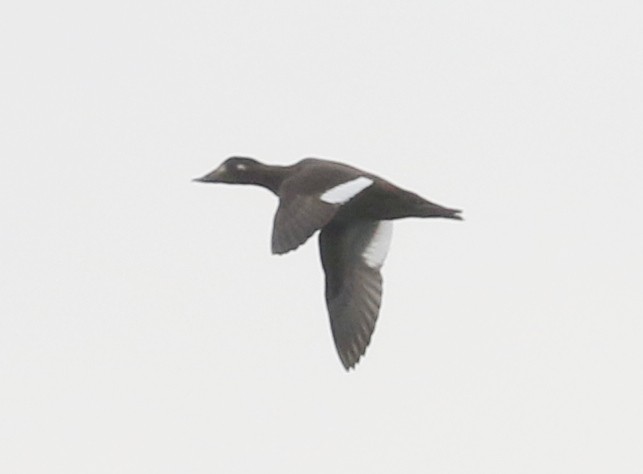 White-winged Scoter - ML646404988