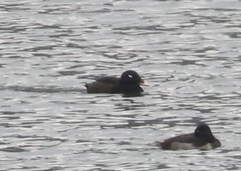White-winged Scoter - ML646404989