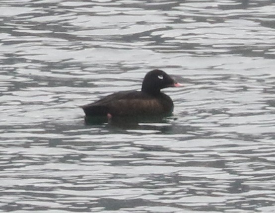 White-winged Scoter - ML646404991
