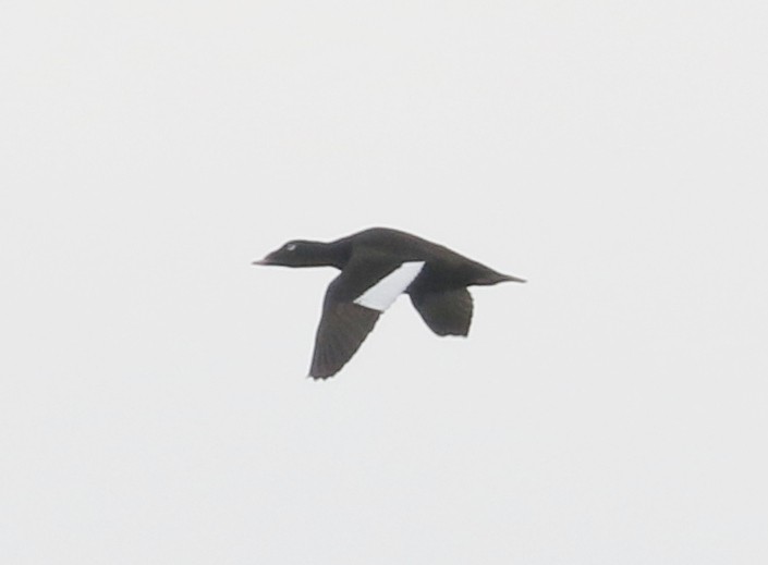 White-winged Scoter - ML646404992