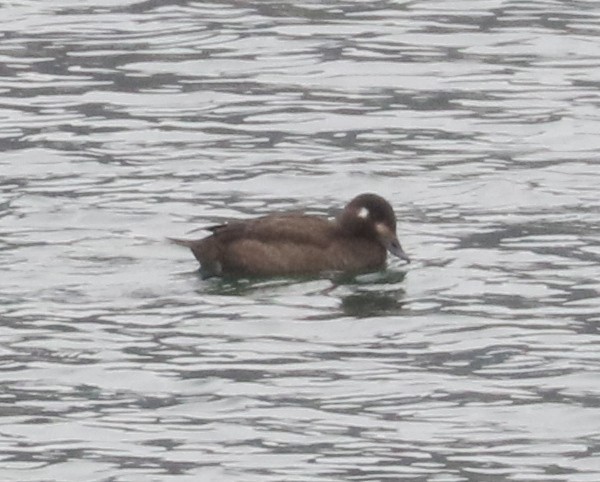 White-winged Scoter - ML646404994