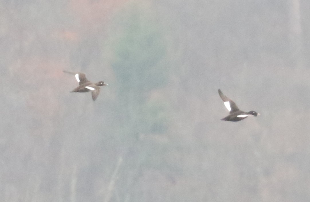 White-winged Scoter - ML646404996
